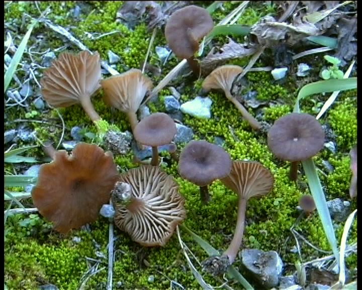 Omphalina pyxidata  (Bull.: Fr.) Qulet